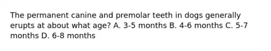 The permanent canine and premolar teeth in dogs generally erupts at about what age? A. 3-5 months B. 4-6 months C. 5-7 months D. 6-8 months