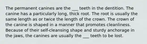 The permanent canines are the ___ teeth in the dentition. The canine has a particularly long, thick root. The root is usually the same length as or twice the length of the crown. The crown of the canine is shaped in a manner that promotes cleanliness. Because of their self-cleansing shape and sturdy anchorage in the jaws, the canines are usually the ___ teeth to be lost.