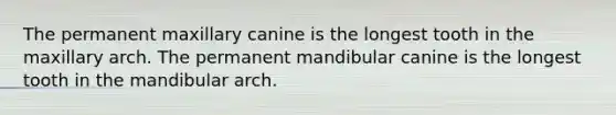 The permanent maxillary canine is the longest tooth in the maxillary arch. The permanent mandibular canine is the longest tooth in the mandibular arch.