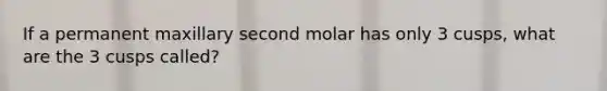 If a permanent maxillary second molar has only 3 cusps, what are the 3 cusps called?