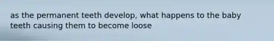 as the permanent teeth develop, what happens to the baby teeth causing them to become loose