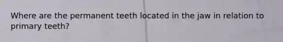 Where are the permanent teeth located in the jaw in relation to primary teeth?