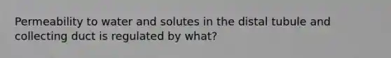 Permeability to water and solutes in the distal tubule and collecting duct is regulated by what?