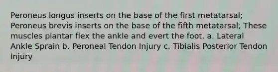 Peroneus longus inserts on the base of the first metatarsal; Peroneus brevis inserts on the base of the fifth metatarsal; These muscles plantar flex the ankle and evert the foot. a. Lateral Ankle Sprain b. Peroneal Tendon Injury c. Tibialis Posterior Tendon Injury