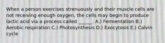 When a person exercises strenuously and their muscle cells are not receiving enough oxygen, the cells may begin to produce lactic acid via a process called ______. A.) Fermentation B.) Aerobic respiration C.) Photosynthesis D.) Exocytosis E.) Calvin cycle