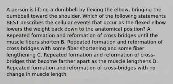 A person is lifting a dumbbell by flexing the elbow, bringing the dumbbell toward the shoulder. Which of the following statements BEST describes the cellular events that occur as the flexed elbow lowers the weight back down to the anatomical position? A. Repeated formation and reformation of cross-bridges until the muscle fibers shorten B. Repeated formation and reformation of cross-bridges with some fiber shortening and some fiber lengthening C. Repeated formation and reformation of cross-bridges that become farther apart as the muscle lengthens D. Repeated formation and reformation of cross-bridges with no change in muscle length