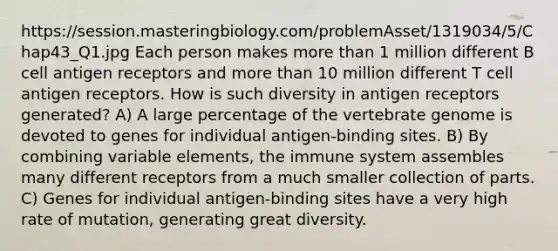 https://session.masteringbiology.com/problemAsset/1319034/5/Chap43_Q1.jpg Each person makes more than 1 million different B cell antigen receptors and more than 10 million different T cell antigen receptors. How is such diversity in antigen receptors generated? A) A large percentage of the vertebrate genome is devoted to genes for individual antigen-binding sites. B) By combining variable elements, the immune system assembles many different receptors from a much smaller collection of parts. C) Genes for individual antigen-binding sites have a very high rate of mutation, generating great diversity.