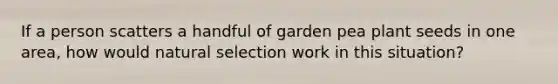 If a person scatters a handful of garden pea plant seeds in one area, how would natural selection work in this situation?