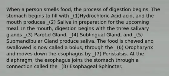 When a person smells food, the process of digestion begins. <a href='https://www.questionai.com/knowledge/kLccSGjkt8-the-stomach' class='anchor-knowledge'>the stomach</a> begins to fill with _(1)Hydrochloric Acid acid, and <a href='https://www.questionai.com/knowledge/krBoWYDU6j-the-mouth' class='anchor-knowledge'>the mouth</a> produces _(2) Saliva in preparation for the upcoming meal. In the mouth, digestion begins with the three salivary glands _(3) Parotid Gland, _(4) Sublingual Gland, and _(5) Submandibular Gland produce saliva. The food is chewed and swallowed is now called a bolus, through the _(6) Oropharynx and moves down <a href='https://www.questionai.com/knowledge/kSjVhaa9qF-the-esophagus' class='anchor-knowledge'>the esophagus</a> by _(7) Peristalsis. At the diaphragm, the esophagus joins the stomach through a connection called the _(8) Esophageal Sphincter.