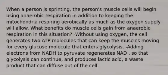 When a person is sprinting, the person's muscle cells will begin using an<a href='https://www.questionai.com/knowledge/kyxGdbadrV-aerobic-respiration' class='anchor-knowledge'>aerobic respiration</a> in addition to keeping the mitochondria respiring aerobically as much as the oxygen supply will allow. What benefits do muscle cells gain from anaerobic respiration in this situation? -Without using oxygen, the cell generates two ATP molecules that can keep the muscles moving for every glucose molecule that enters glycolysis. -Adding electrons from NADH to pyruvate regenerates NAD , so that glycolysis can continue, and produces lactic acid, a waste product that can diffuse out of the cell.