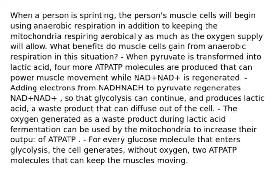 When a person is sprinting, the person's muscle cells will begin using anaerobic respiration in addition to keeping the mitochondria respiring aerobically as much as the oxygen supply will allow. What benefits do muscle cells gain from anaerobic respiration in this situation? - When pyruvate is transformed into lactic acid, four more ATPATP molecules are produced that can power muscle movement while NAD+NAD+ is regenerated. - Adding electrons from NADHNADH to pyruvate regenerates NAD+NAD+ , so that glycolysis can continue, and produces lactic acid, a waste product that can diffuse out of the cell. - The oxygen generated as a waste product during lactic acid fermentation can be used by the mitochondria to increase their output of ATPATP . - For every glucose molecule that enters glycolysis, the cell generates, without oxygen, two ATPATP molecules that can keep the muscles moving.