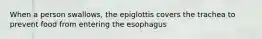 When a person swallows, the epiglottis covers the trachea to prevent food from entering the esophagus