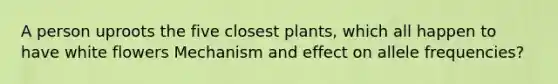 A person uproots the five closest plants, which all happen to have white flowers Mechanism and effect on allele frequencies?