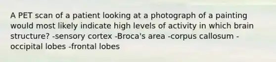 A PET scan of a patient looking at a photograph of a painting would most likely indicate high levels of activity in which brain structure? -sensory cortex -Broca's area -corpus callosum -occipital lobes -frontal lobes