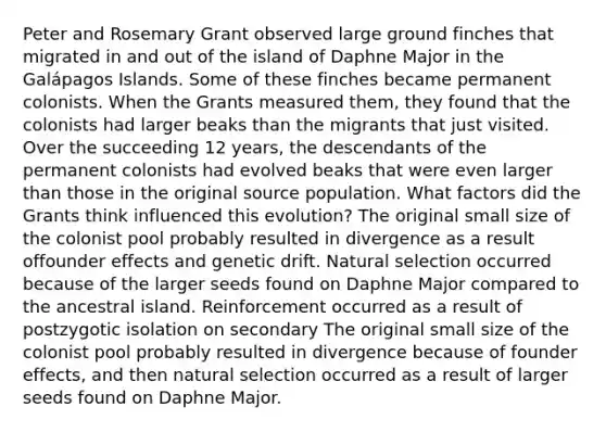 Peter and Rosemary Grant observed large ground finches that migrated in and out of the island of Daphne Major in the Galápagos Islands. Some of these finches became permanent colonists. When the Grants measured them, they found that the colonists had larger beaks than the migrants that just visited. Over the succeeding 12 years, the descendants of the permanent colonists had evolved beaks that were even larger than those in the original source population. What factors did the Grants think influenced this evolution? The original small size of the colonist pool probably resulted in divergence as a result offounder effects and genetic drift. Natural selection occurred because of the larger seeds found on Daphne Major compared to the ancestral island. Reinforcement occurred as a result of postzygotic isolation on secondary The original small size of the colonist pool probably resulted in divergence because of founder effects, and then natural selection occurred as a result of larger seeds found on Daphne Major.