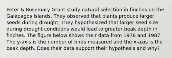 Peter & Rosemary Grant study natural selection in finches on the Galápagos Islands. They observed that plants produce larger seeds during drought. They hypothesized that larger seed size during drought conditions would lead to greater beak depth in finches. The figure below shows their data from 1976 and 1987. The y-axis is the number of birds measured and the x-axis is the beak depth. Does their data support their hypothesis and why?