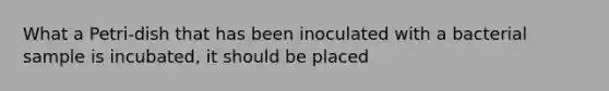 What a Petri-dish that has been inoculated with a bacterial sample is incubated, it should be placed