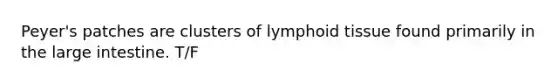 Peyer's patches are clusters of lymphoid tissue found primarily in the large intestine. T/F