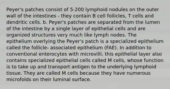 Peyer's patches consist of 5-200 lymphoid nodules on the outer wall of the intestines - they contain B cell follicles, T cells and dendritic cells. b. Peyer's patches are separated from the lumen of the intestine by a single layer of epithelial cells and are organized structures very much like lymph nodes. The epithelium overlying the Peyer's patch is a specialized epithelium called the follicle- associated epithelium (FAE). In addition to conventional enterocytes with microvilli, this epithelial layer also contains specialized epithelial cells called M cells, whose function is to take up and transport antigen to the underlying lymphoid tissue. They are called M cells because they have numerous microfolds on their luminal surface.