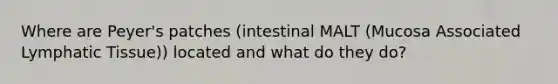 Where are Peyer's patches (intestinal MALT (Mucosa Associated Lymphatic Tissue)) located and what do they do?