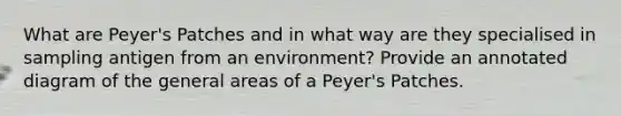 What are Peyer's Patches and in what way are they specialised in sampling antigen from an environment? Provide an annotated diagram of the general areas of a Peyer's Patches.