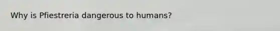 Why is Pfiestreria dangerous to humans?