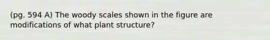 (pg. 594 A) The woody scales shown in the figure are modifications of what plant structure?