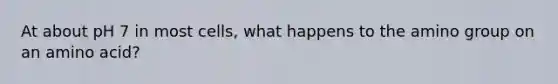 At about pH 7 in most cells, what happens to the amino group on an amino acid?