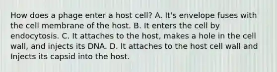 How does a phage enter a host cell? A. It's envelope fuses with the cell membrane of the host. B. It enters the cell by endocytosis. C. It attaches to the host, makes a hole in the cell wall, and injects its DNA. D. It attaches to the host cell wall and Injects its capsid into the host.