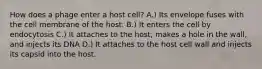 How does a phage enter a host cell? A.) Its envelope fuses with the cell membrane of the host. B.) It enters the cell by endocytosis C.) It attaches to the host, makes a hole in the wall, and injects its DNA D.) It attaches to the host cell wall and injects its capsid into the host.