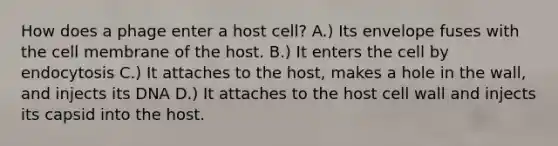 How does a phage enter a host cell? A.) Its envelope fuses with the cell membrane of the host. B.) It enters the cell by endocytosis C.) It attaches to the host, makes a hole in the wall, and injects its DNA D.) It attaches to the host cell wall and injects its capsid into the host.