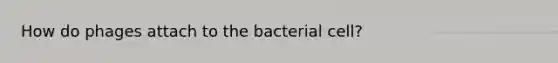 How do phages attach to the bacterial cell?