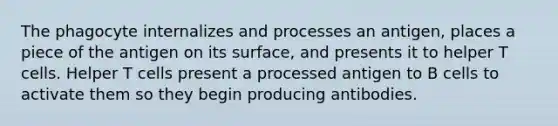 The phagocyte internalizes and processes an antigen, places a piece of the antigen on its surface, and presents it to helper T cells. Helper T cells present a processed antigen to B cells to activate them so they begin producing antibodies.