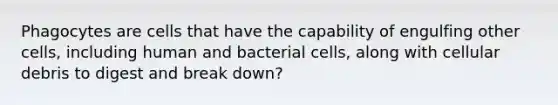 Phagocytes are cells that have the capability of engulfing other cells, including human and bacterial cells, along with cellular debris to digest and break down?