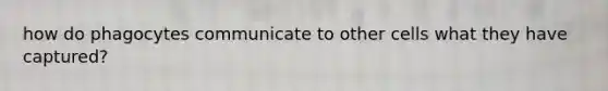 how do phagocytes communicate to other cells what they have captured?