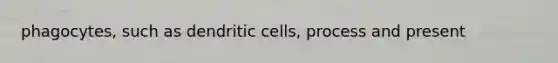 phagocytes, such as dendritic cells, process and present