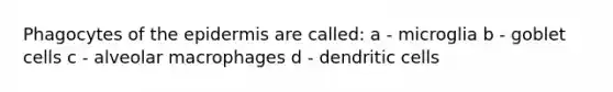 Phagocytes of the epidermis are called: a - microglia b - goblet cells c - alveolar macrophages d - dendritic cells