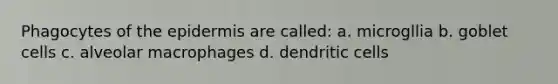 Phagocytes of the epidermis are called: a. microgllia b. goblet cells c. alveolar macrophages d. dendritic cells