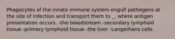 Phagocytes of the innate immune system engulf pathogens at the site of infection and transport them to _, where antigen presentation occurs. -the bloodstream -secondary lymphoid tissue -primary lymphoid tissue -the liver -Langerhans cells