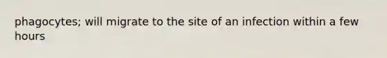phagocytes; will migrate to the site of an infection within a few hours