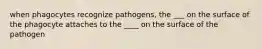 when phagocytes recognize pathogens, the ___ on the surface of the phagocyte attaches to the ____ on the surface of the pathogen