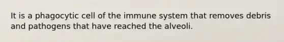 It is a phagocytic cell of the immune system that removes debris and pathogens that have reached the alveoli.