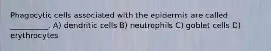 Phagocytic cells associated with the epidermis are called __________. A) dendritic cells B) neutrophils C) goblet cells D) erythrocytes