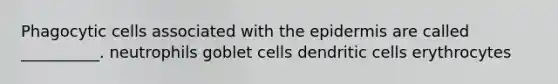 Phagocytic cells associated with the epidermis are called __________. neutrophils goblet cells dendritic cells erythrocytes