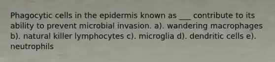 Phagocytic cells in the epidermis known as ___ contribute to its ability to prevent microbial invasion. a). wandering macrophages b). natural killer lymphocytes c). microglia d). dendritic cells e). neutrophils