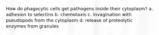 How do phagocytic cells get pathogens inside their cytoplasm? a. adhesion to selectins b. chemotaxis c. invagination with pseudopods from the cytoplasm d. release of proteolytic enzymes from granules