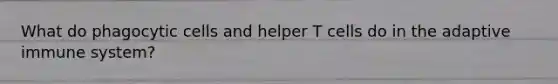 What do phagocytic cells and helper T cells do in the adaptive immune system?
