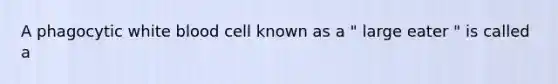 A phagocytic white blood cell known as a " large eater " is called a