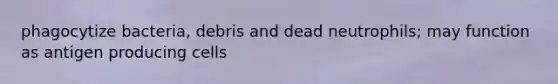 phagocytize bacteria, debris and dead neutrophils; may function as antigen producing cells