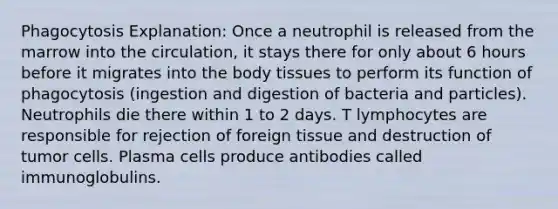 Phagocytosis Explanation: Once a neutrophil is released from the marrow into the circulation, it stays there for only about 6 hours before it migrates into the body tissues to perform its function of phagocytosis (ingestion and digestion of bacteria and particles). Neutrophils die there within 1 to 2 days. T lymphocytes are responsible for rejection of foreign tissue and destruction of tumor cells. Plasma cells produce antibodies called immunoglobulins.